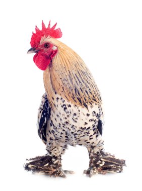 Hollandalı Booten Bantam beyaz arkaplan önünde