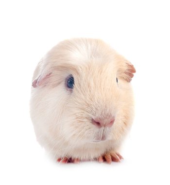 kobay beyaz arka plan önünde