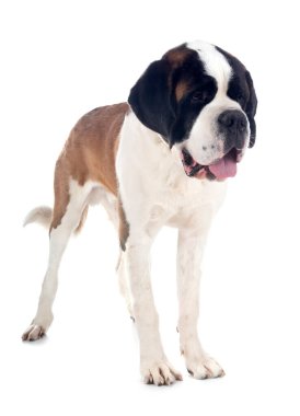 Saint bernard beyaz arka plan önünde
