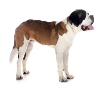 Saint bernard beyaz arka plan önünde