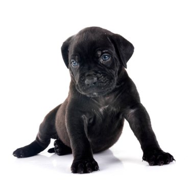 Beyaz arkaplan önünde köpek yavrusu kabadayısı XXL