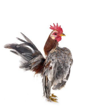 Beyaz arkaplan önünde Malezya seraması