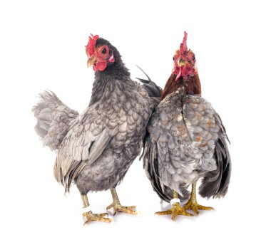 Beyaz arkaplan önünde Malezya seraması