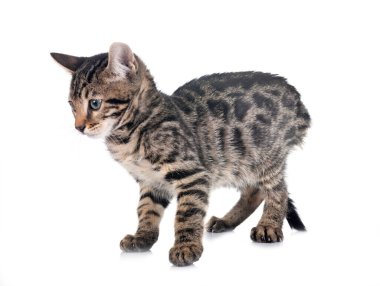 Bengal kedisi beyaz arka planda