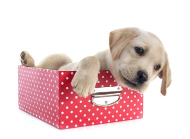 Sakallı kömür ocağı