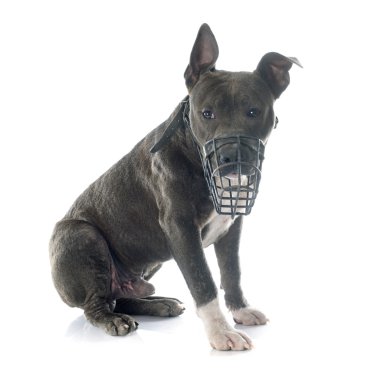 köpek yavrusu Amerikan staffordshire terrier ve namlu
