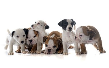 yavru İngiliz bulldog ve jack russel terrier