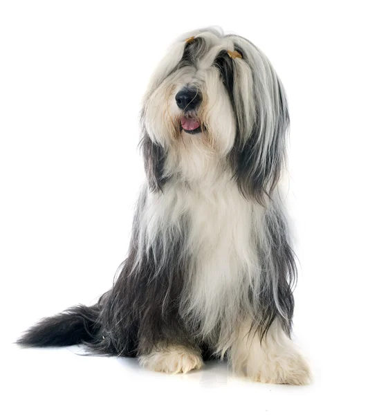 Się bearded collie — Zdjęcie stockowe