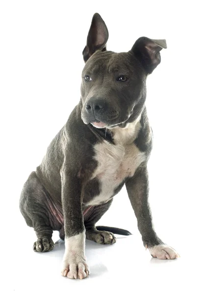 Puppy american staffordshire terrier — Stock Photo, Image