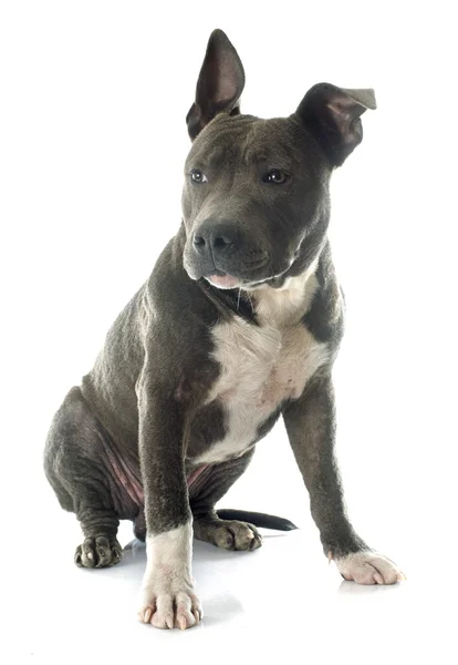 Szczeniak american staffordshire terrier — Zdjęcie stockowe