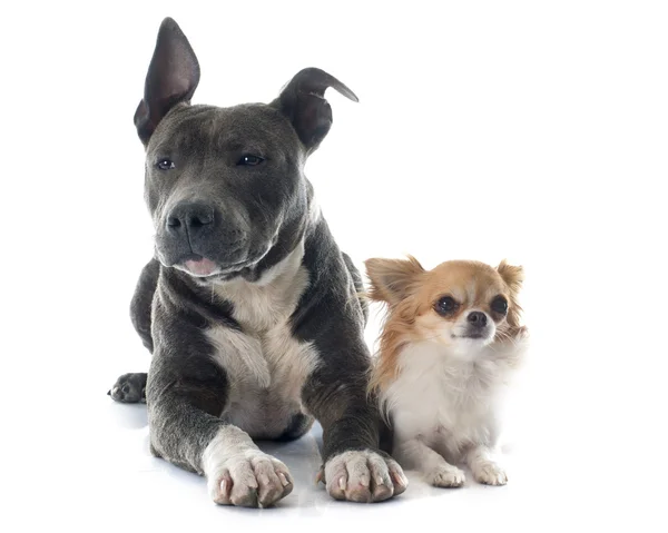 Cachorro americano staffordshire terrier e chihuahua — Fotografia de Stock