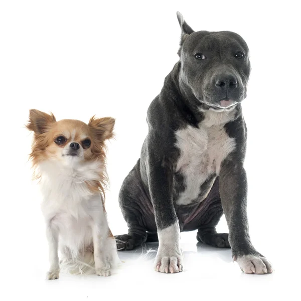 Cachorro americano staffordshire terrier e chihuahua — Fotografia de Stock