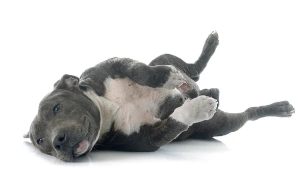Cachorro americano staffordshire terrier — Fotografia de Stock