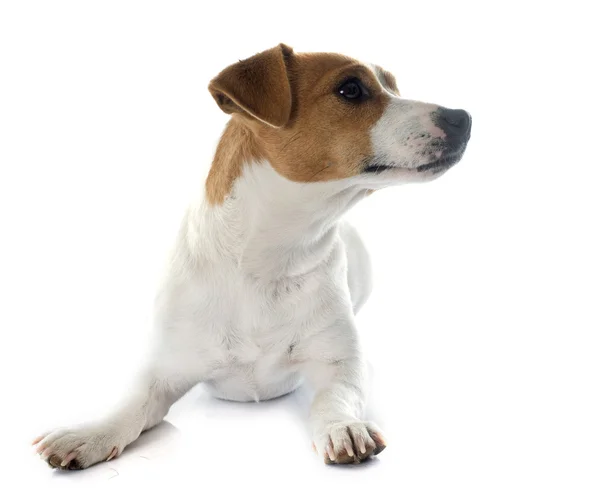 Three cute dogs — Stock Photo, Image