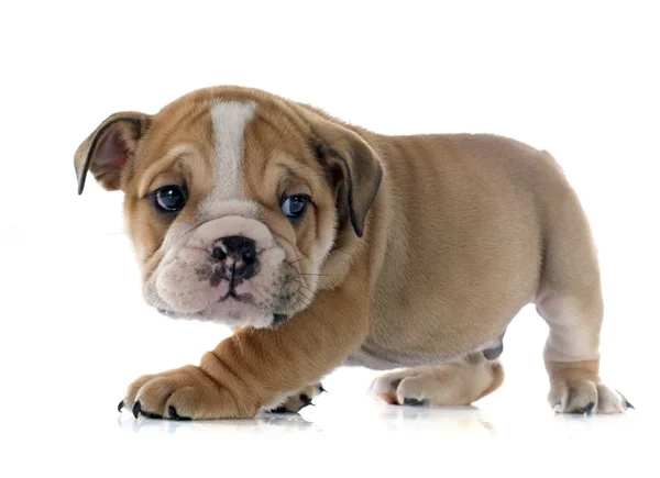 Bulldog Inggris anak anjing — Stok Foto