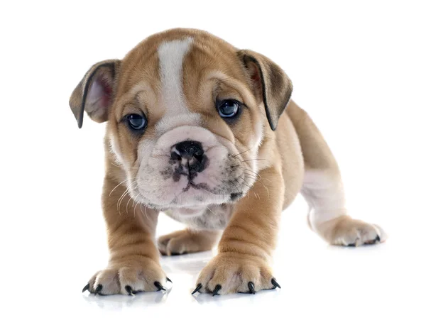 Cucciolo inglese Bulldog — Foto Stock