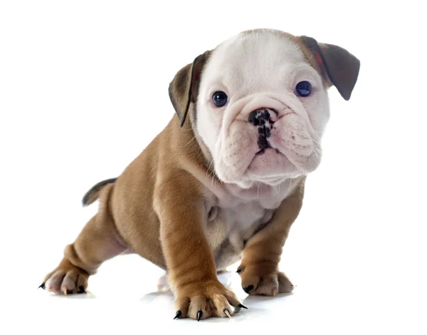 Welpe Englische Bulldogge — Stockfoto