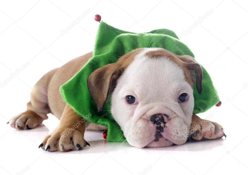 Bulldog Inglese Cucciolo Di Natale Foto Stock Cynoclub 87033864