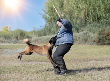 Genç Belçikalı çoban köpeği doğada güvenlik eğitimi alıyor.