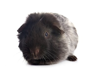 kobay beyaz arka plan önünde