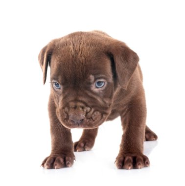 Beyaz arkaplan önünde köpek yavrusu kabadayısı XXL