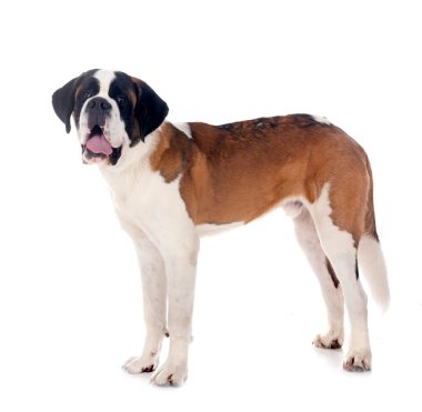 Saint bernard beyaz arka plan önünde