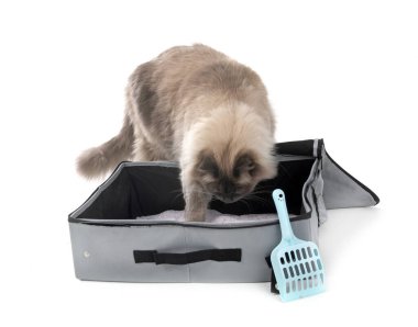 Beyaz arkaplan önünde Sibirya kedisi