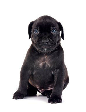 Beyaz arkaplan önünde köpek yavrusu kabadayısı XXL