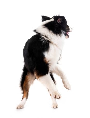 Avustralya çobanı beyaz arka planda.