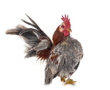 Beyaz arkaplan önünde Malezya seraması