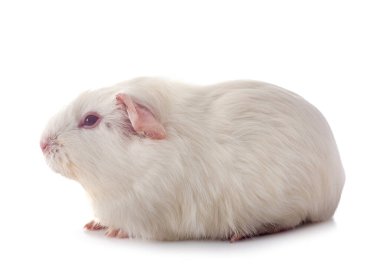 kobay beyaz arka plan önünde