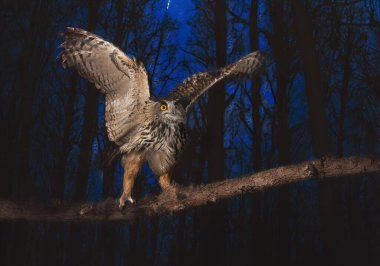 Avrasya kartal baykuşu doğanın önünde