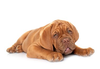 Köpek yavrusu Bordeaux mastiff beyaz arkaplan önünde