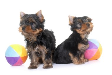 Beyaz arka plan önünde genç yorkshire korkunç