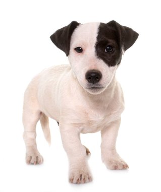 yavru jack russel terrier beyaz arka plan önünde