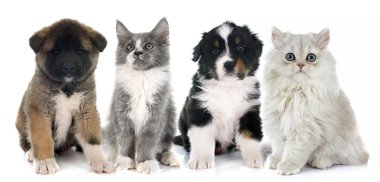 kukla ve yavru kedi