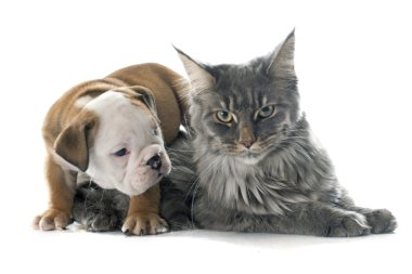kedi ve köpek yavrusu İngilizce bulldog