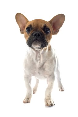 köpek yavrusu Fransız buldozer