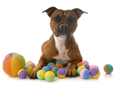 Staffordshire boğa korkunç