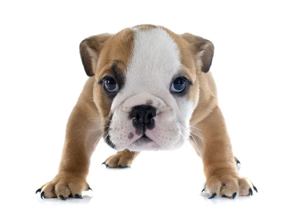 Cucciolo inglese Bulldog — Foto Stock