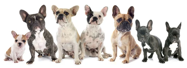 Grupo de bulldogs franceses — Fotografia de Stock