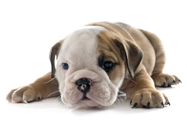Cachorro inglês Bulldog — Fotografia de Stock