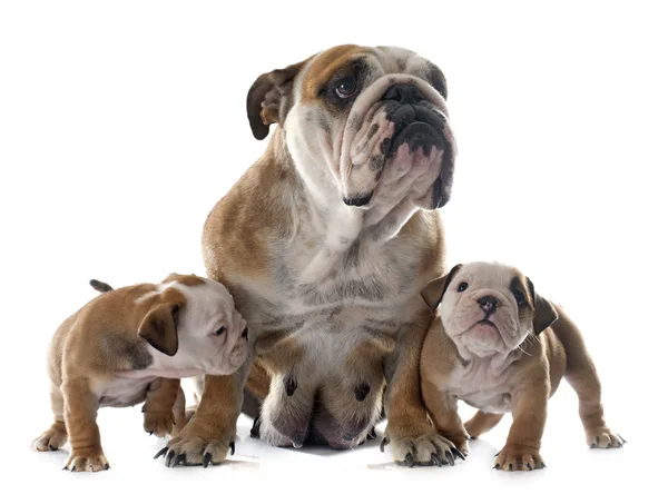 Familia inglés bulldog — Foto de Stock