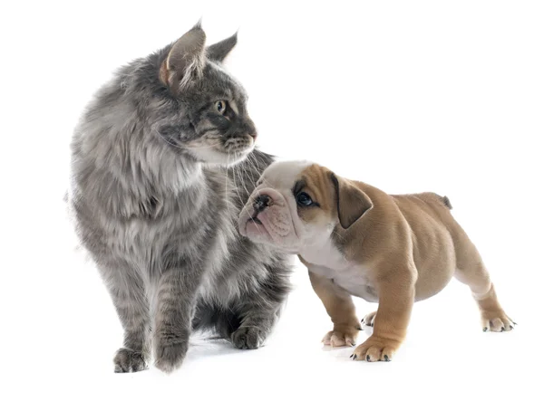 Cucciolo inglese bulldog e gatto — Foto Stock