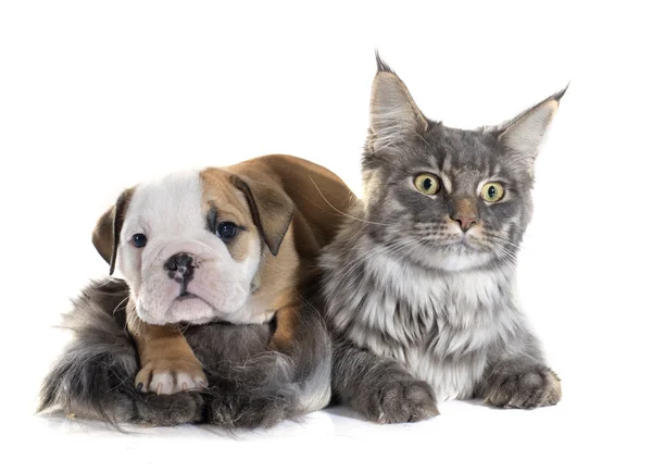 Welpen Englische Bulldogge und Katze — Stockfoto