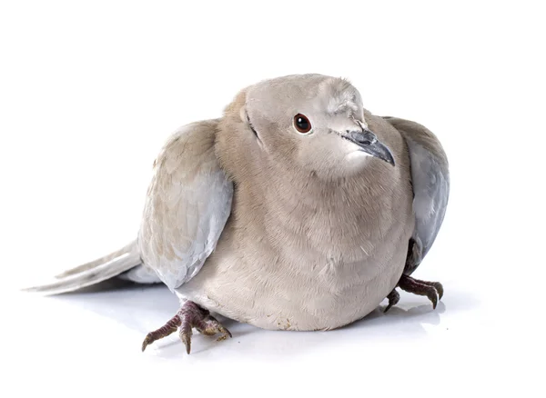 Eurasian collared dove — Stock Photo, Image