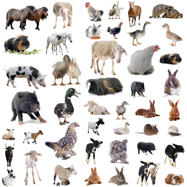 Grupo de animais da fam — Fotografia de Stock