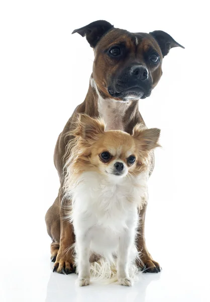 Staffordshire bull terrier and chihuahua — Stock Photo, Image