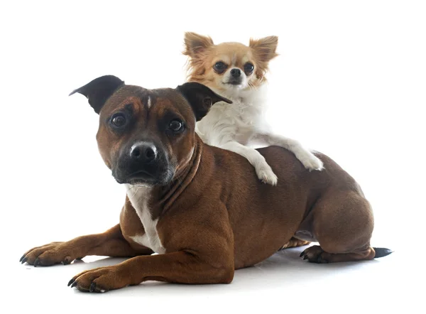 Staffordshire bull terrier y chihuahua — Foto de Stock