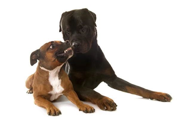 Staffordshire bull terrier and rottweiler — Stock Photo, Image